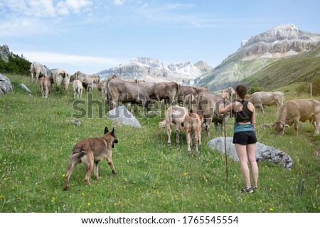 shepherd with her dog in Migration, transhumance of cows in the Pyrenees, Spain