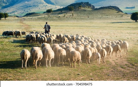 Shepherd and herd of sheep - Shutterstock ID 704598475
