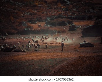 A Shepherd With His Sheep Herd In Mountainous Himachal, India