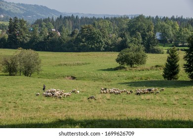 Shepherd With His Sheep, Zakopane