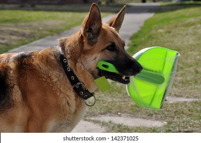 Shepherd holding a shovel in his mouth for debris removal.