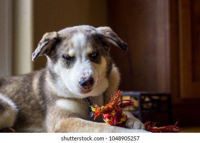 Shepherd Husky Mix Sneeze