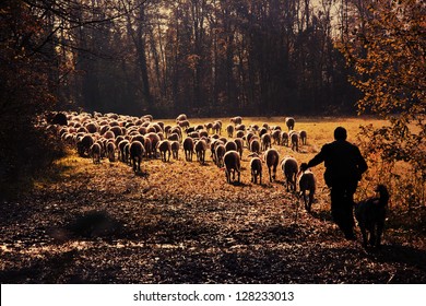 A shepherd is leading his flock to pasture