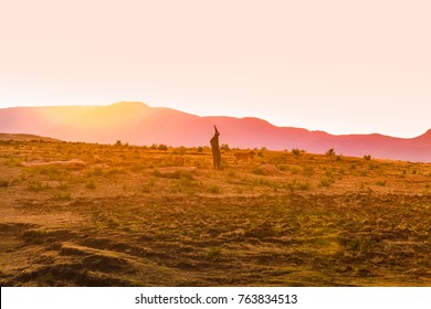 Shepherd in Lesotho with his dogs during sunset - Powered by Shutterstock