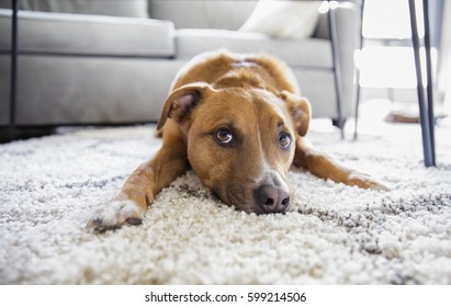 Welpen-Mix-Hund macht lustiges Gesicht auf dem Teppichboden zu Hause