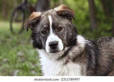shepherd puppy dog close up portrait on green grass background - Shutterstock ID 2311789997
