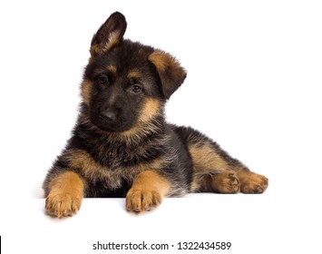 Shepherd Puppy Isolated