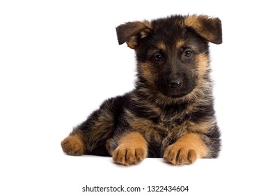 Shepherd Puppy Isolated