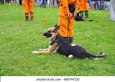 Shepherd Of The Search And Rescue Dog To The Demonstration