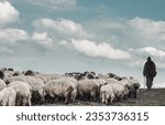 The shepherd with the sheep he cares for in a beautiful mountain landscape. Shepherd and a flock of sheep. 