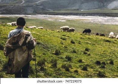 Shepherd With Sheep On The Field In Mountains, Rear View. Agriculture Concept