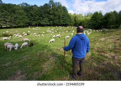 Shepherd Side View With A Sweatshirt And A Rod In His Hand Keeping An Eye On His Flock Of Sheep In A Meadow. Country Lifestyle.