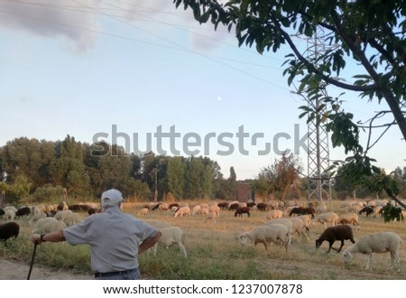 Shepherd taking care of the sheep. Ruminant domestic mammalia. Ovine cattle breeding. Spanish white and black animals grazing in the field. Feeding on the remains of the wheat and barley crop.