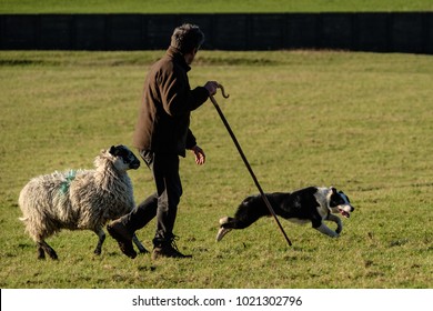 Shepherd Walking With Crook, Working Border Collie And Sheep In Field On Farm.