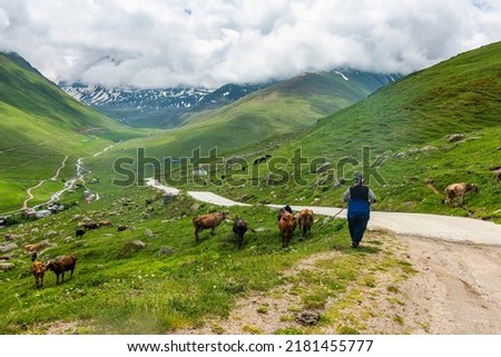 The shepherd woman and cattles in Cicekli Plateau. Camlihemsin district of Rize province. Kackar Mountains region. Rize, Turkey. (Turkish: Cicekli Yaylasi)