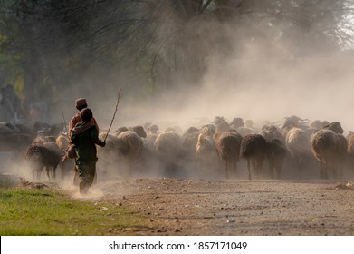 shepherds with flock of sheep in dust ,
nomadic life of shepherds traveling with sheep in the the dust 