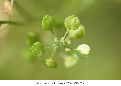 Shepherd's Purse Macro Photography Plant