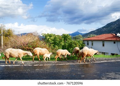 Shepherds and sheep