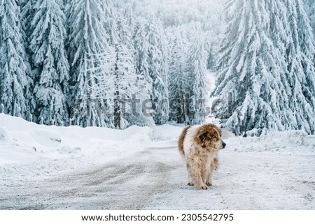 Shephered dog on snowy road in the forest