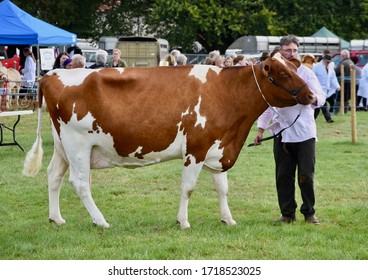 Shepton Mallet, Somerset, UK - August 2019: A Guernsey Dairy Cow Is Shown At Country Fair