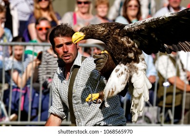 Shepton Mallet, Somerset, UK - June 3, 2016: Falconer Ben Potter With His Steller's Sea Eagle At An Agricultural Show