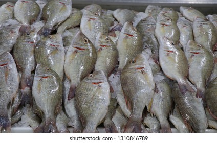 199 Sherry Fish Images, Stock Photos & Vectors 