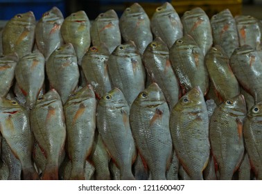 199 Sherry fish Images, Stock Photos & Vectors | Shutterstock