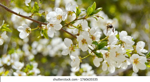 334 Sherry tree branch Images, Stock Photos & Vectors | Shutterstock