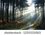 Sherwood Forest in Autumn with strong sunlight beaming through the trees.