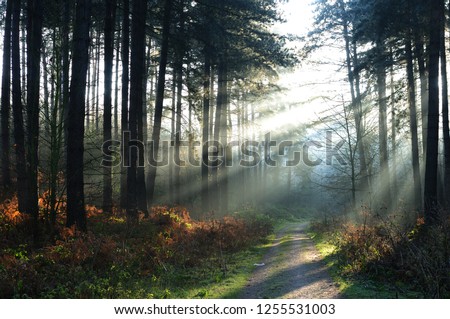 Sherwood Forest in Autumn with strong sunlight beaming through the trees.