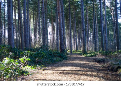 Sherwood Forest nature woodland walk in tall pine trees in sunlight