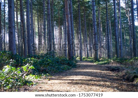 Sherwood Forest nature woodland walk in tall pine trees in sunlight
