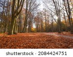 Sherwood Forest, UK - 17 Nov, 2021: Autumn leaves and colours in Sherwood Forest, Sherwood Pines, Nottinghamshire, UK