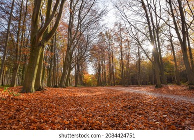 Sherwood Forest, UK - 17 Nov, 2021: Autumn leaves and colours in Sherwood Forest, Sherwood Pines, Nottinghamshire, UK