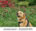 Sherwood Gardens Tulips with Happy Dog