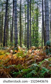 Sherwood Pines Nottinghamshire In An Autumn Landscape.