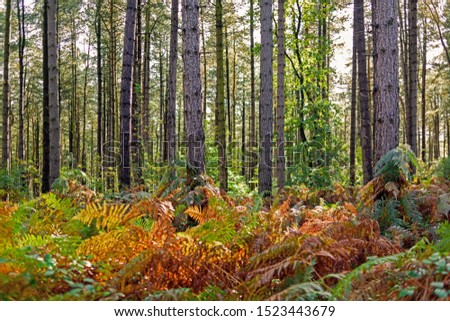 Sherwood Pines Nottinghamshire in an Autumn Landscape.