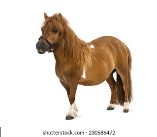 Poney Hd Stock Images Shutterstock