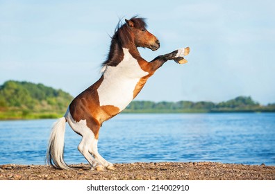 Circus Pony Images, Stock Photos & Vectors | Shutterstock Circus Pony Images, Stock Photos & Vectors | Shutterstock