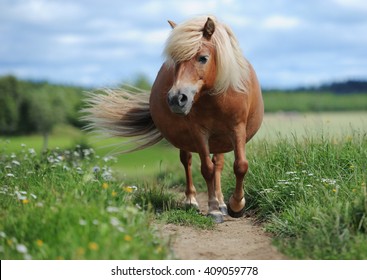 Shetland pony in the meadow