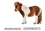 Shetland pony, a Mini or miniature horse is hardy and strong with a small head, widely spaced eyes and small and alert ears.  Adorable, funny, cute isolated on white background with copy space