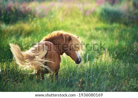 shetland  Pony on green summer pasture 