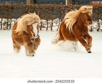 shetland pony shetty miniature pony horse snow meadow gallop running grazing - Powered by Shutterstock