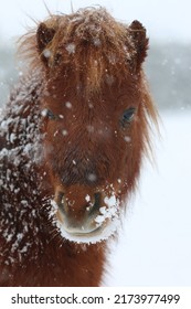Shetland Pony In Snow Minature Horse In Winter