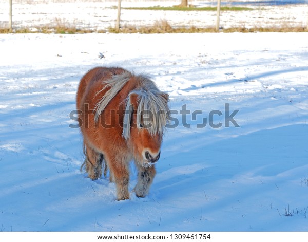 Shetland Pony Snowy Field Not Only Stock Photo Edit Now 1309461754