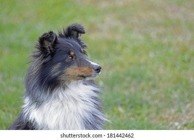 Shetland Sheep Dog Head Side View - Shutterstock ID 181442462