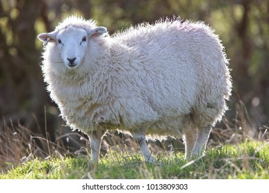 Shetland Sheep, Mainland, Shetland, Scotland, UK.