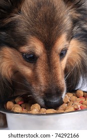 Shetland Sheepdod Better Known As A Sheltie Eating Dog Food Bits From A Silver Bowl