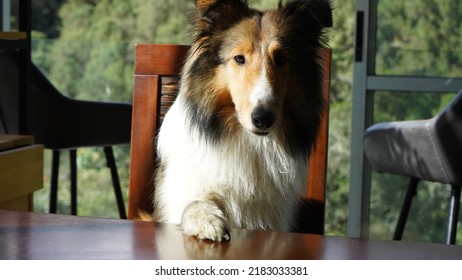 shetland sheepdog begging for food - Shutterstock ID 2183033381