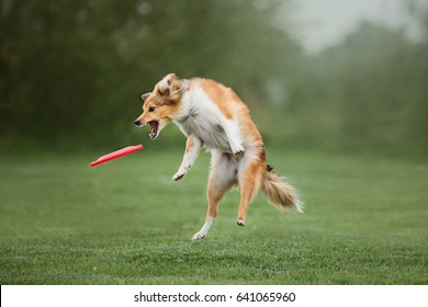 Shetland Sheepdog Catching Disc. Frisbee Dog